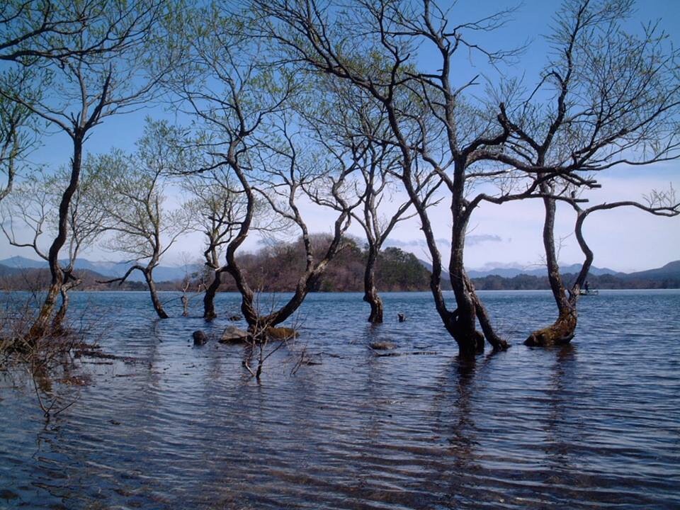 Trees standing in the lake.